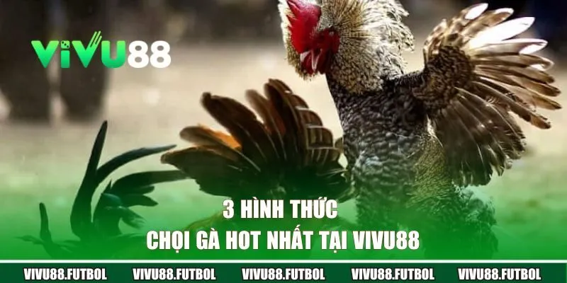 3 hình thức chọi gà hot nhất tại Vivu88