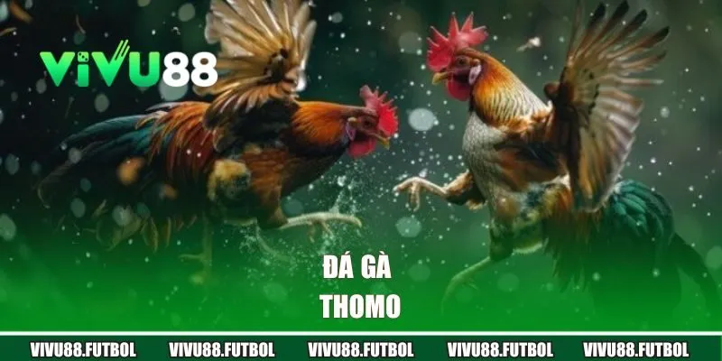 Đá gà Thomo