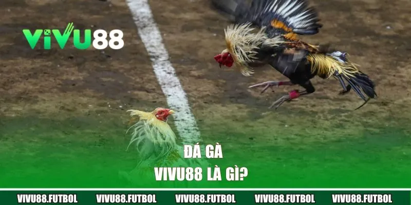 Đá Gà Vivu88 là gì?