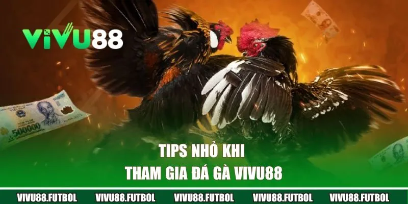 Tips nhỏ khi tham gia đá gà Vivu88 