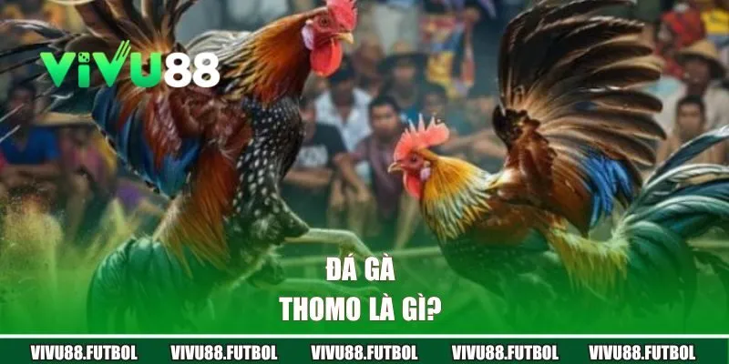 Đá gà Thomo là gì? 